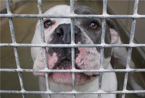 Ein American Staffordshire und Pitbull Terrier Mischling steht in seinem Käfig im Tierheim Süderstraße (Symbolbild)