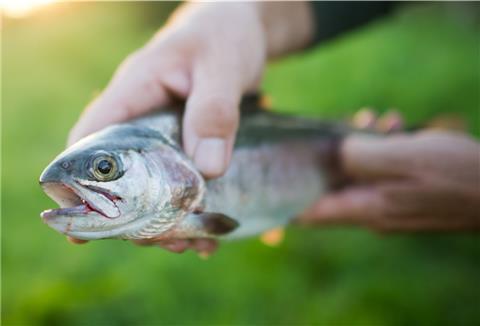 Ein Angler zeigt eine Regenbogenforelle. Rund 400 dieser Tiere verendeten am Wochenende in Heeslingen. 