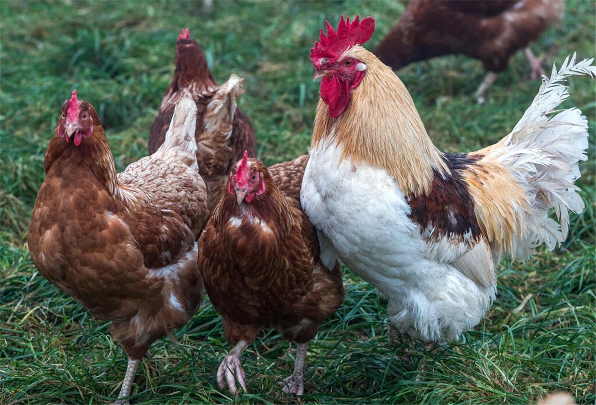 Trend zu Bio-Eiern wächst: Immer mehr Öko-Betriebe in Niedersachsen  Ein Hahn und Legehühner laufen auf einer der Auslaufwiesen für Hühner am Bio-Betrieb