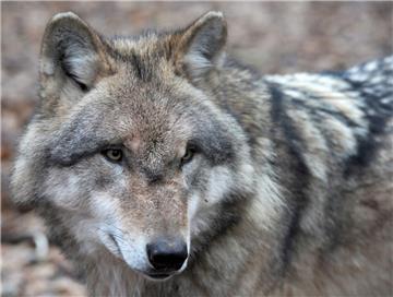 Ein auffällig gewordener Wolf aus dem Munsteraner Rudel soll eingefangen werden.