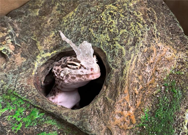 Im Sperrmüll ausgesetzt: Müllwerker rettet Gecko das Leben Ein aufmerksamer Mitarbeiter der Sperrmüll-Abfuhr fand ein Terrarium, in dem noch ein Gecko saß, in einem Sperrmüllhaufen.