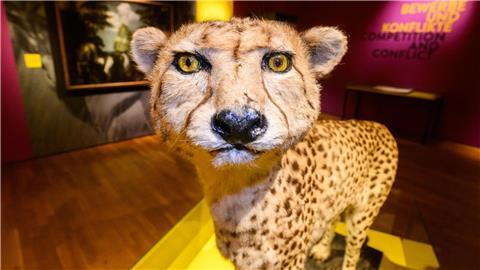 Ein ausgestopfter Gepard steht in der Ausstellung „Tempo. Tempo! Tempo? Eine Geschichte der Geschwindigkeit“ im Landesmuseum Hannover.
