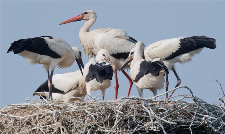 Ein ausgewachsener Storch steht neben seinen fünf Jungstörchen in einem Storchennest. 