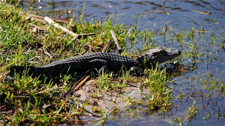 Ein Baby-Alligator wie dieser wurde offenbar in Vechta gesichtet. (Archivbild)