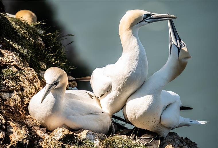 Ein Basstölpel im Zoo am Meer ist an Vogelgrippe gestorben.
