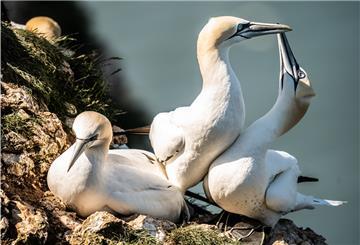 Ein Basstölpel im Zoo am Meer ist an Vogelgrippe gestorben.