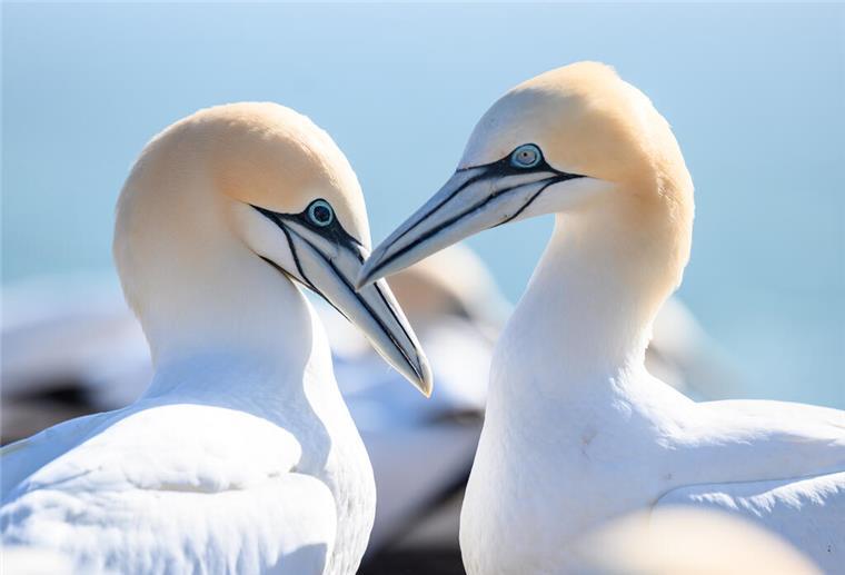 Bangen um die Seevögel: Trifft die Vogelgrippe erneut das Wattenmeer? Ein Basstölpel-Paar mit schwarzen und hellblauen Augen auf dem Lummenfelsen.