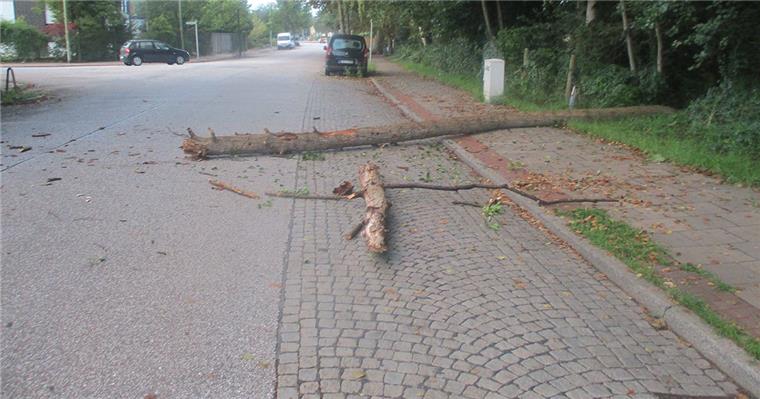 Ein Baum ist in Leherheide umgestürzt.