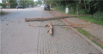 Ein Baum ist in Leherheide umgestürzt.