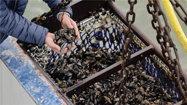 Miese Jahre für Muschelfischer - Wann geht es aufwärts? Ein Besatzungsmitglied eines Muschelkutters hält Miesmuscheln in den Händen.