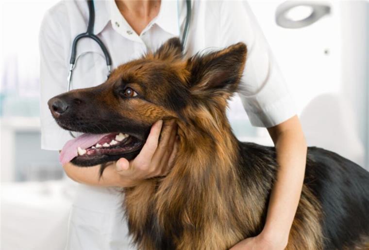 Hund in der Großstadt halten - Was ist wichtig? Hund beim Tierarzt