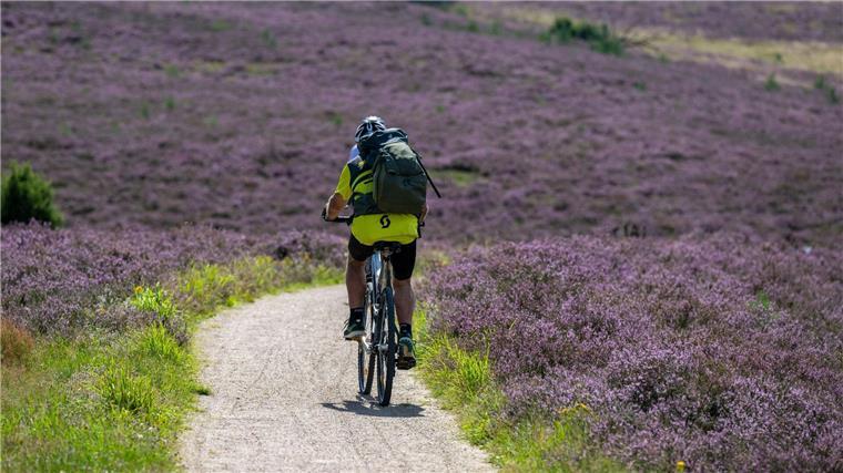 Ein Besucher fährt bei sommerlichem Wetter mit seinem Fahrrad durch den Naturschutzpark Lüneburger Heide.