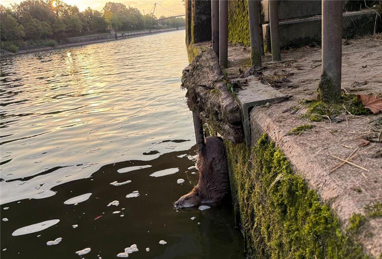 Ein Biber hängt eingeklemmt an einem Geländer im Main-Donau-Kanal in Kelheim fest. Ein Biber war zwischen einer Leiter und der Kaimauer steckengeblieben. Die Feuerwehr schaffte Platz mit einem Spreizer – und das Tier konnte sofort ins Wasser zurückkehren.