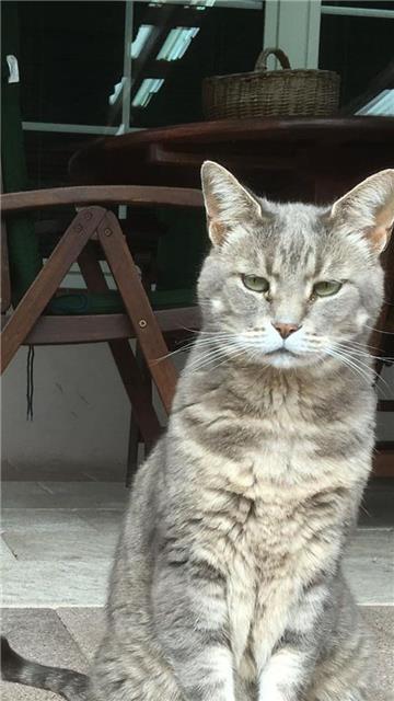 Ein Bild aus glücklicheren Tagen: Damals war Kater Linus noch unverletzt. 