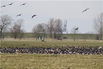 Ein Bild aus Landwürden: In der Wesermündung überwintern 25000 bis 30000 Gänse. Landwirte klagen darüber, dass sie alles kahl fressen und voll koten.
