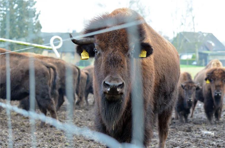 Ein Bison guckt in Boitzen durch den mit Strom gesicherten Zaun. Die Tiere bringen bis zu einer Tonne auf die Waage und haben spitze Hörner.  