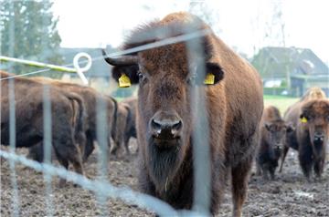 Ein Bison guckt in Boitzen durch den mit Strom gesicherten Zaun. Die Tiere bringen bis zu einer Tonne auf die Waage und haben spitze Hörner.  
