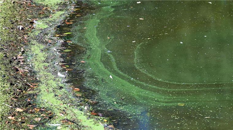 Badeverbot in zwei Seen wegen Blaualgen Ein Blaualgenteppich.