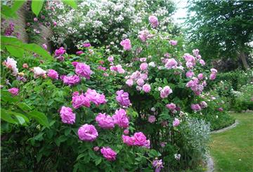 Ein Blick in den Rosengarten von Anne und Hinrich Allmers am Heetweg in Nordenham.