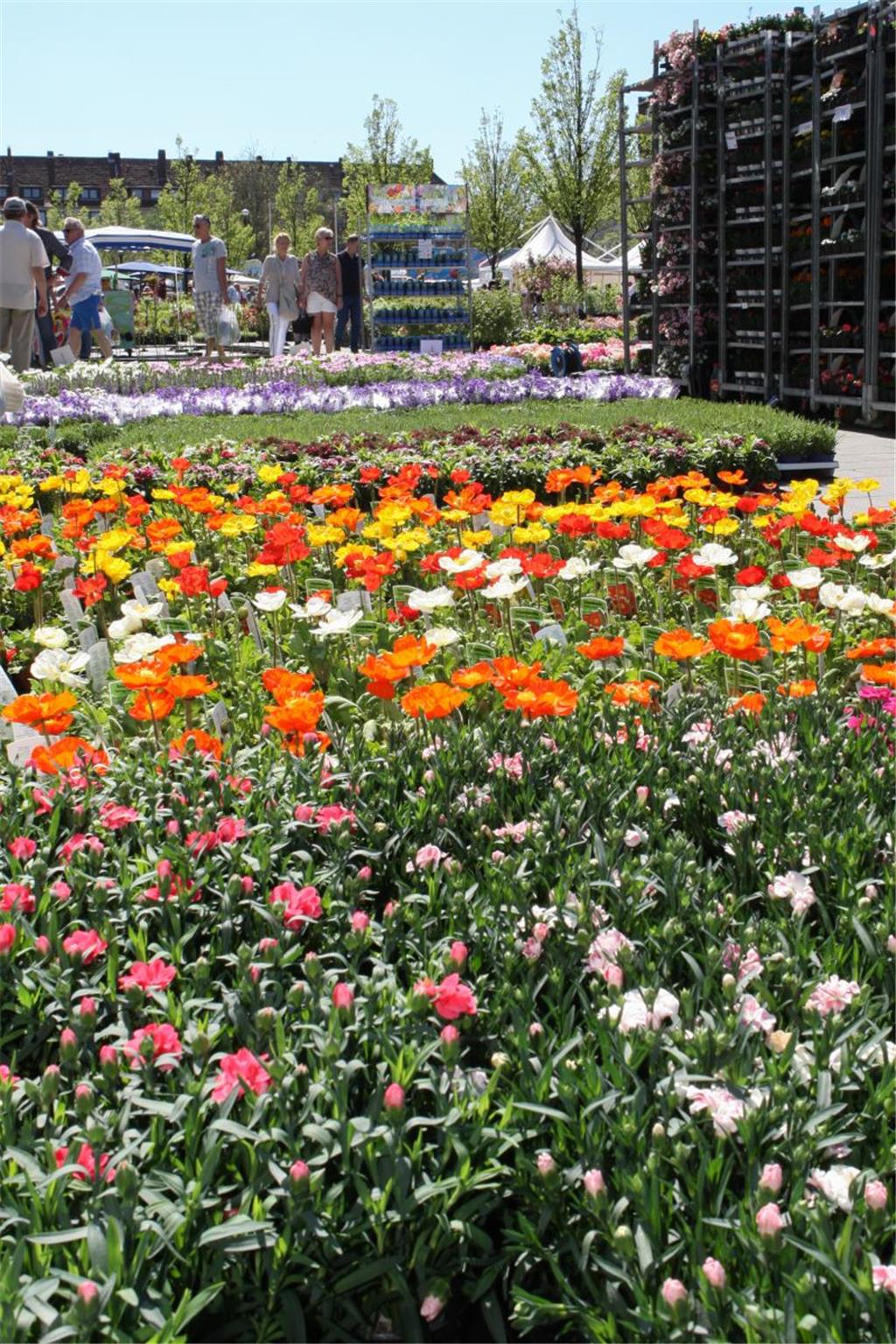 Ein Blumenmeer in Geestemünde