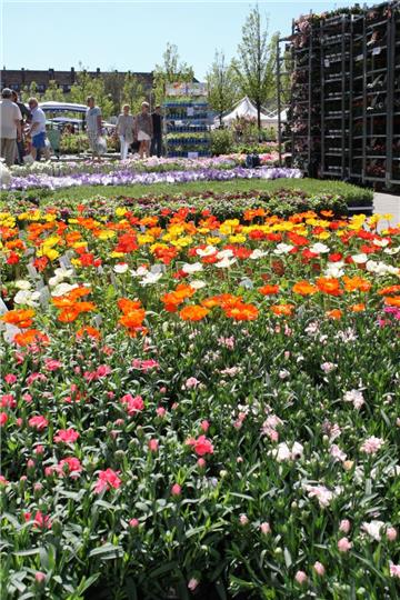 Ein Blumenmeer in Geestemünde