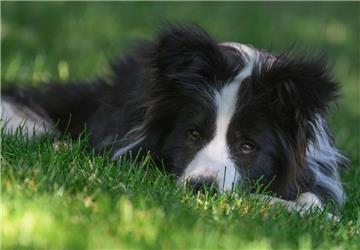 Ein Border Collie (Symbolfoto) hat auf der A29 am Montag und Dienstag für mehrere Polizeieinsätze gesorgt.