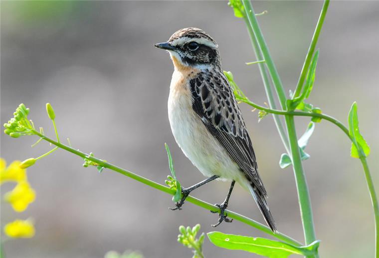  Ein Braunkehlchen (Männchen) (Saxicola rubetra). 