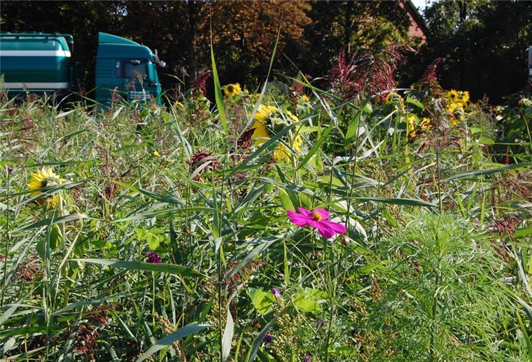 Ein buntes Feld an der Weserstraße: Hier finden Insekten und Vögel Nahrung.