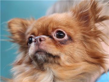 Ein Chihuahua (hier ein Symbolfoto von der Hunderasse) ist nach einem Zusammenstoß mit einem Auto im Vieländer Weg gestorben.