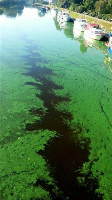 Ein dichter grüner Algenteppich machte den Organisatoren im vergangenen Jahr einen gründlichen Strich durch die Seefest-Rechnung.