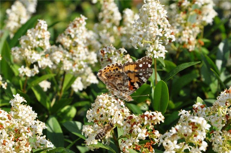 Ein Distelfalter auf Ligusterblüten.