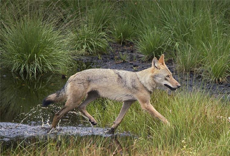 Ein echter Schnappschuss: Manfred Glide hat einen Wolf im Kreis Rotenburg vor die Kamera bekommen.