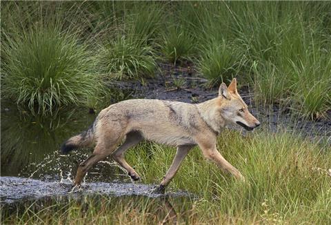 Ein echter Schnappschuss: Manfred Glide hat einen Wolf im Kreis Rotenburg vor die Kamera bekommen.