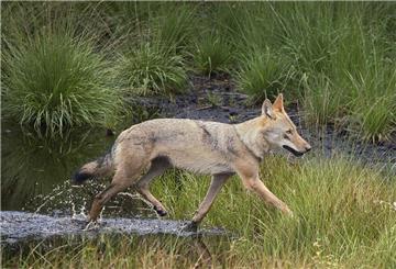 Ein echter Schnappschuss: Manfred Glide hat einen Wolf im Kreis Rotenburg vor die Kamera bekommen.