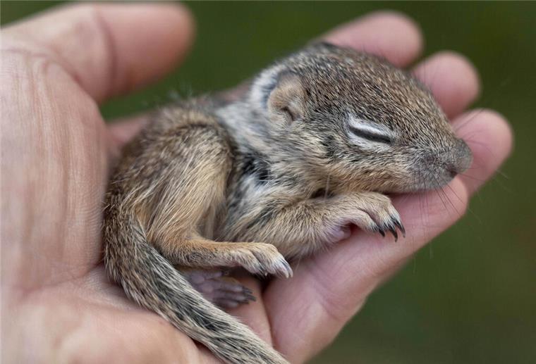 Ein Baby Eichhörnchen schläft in einer Handfläche, nachdem es halb erfroren und allein mitten auf einer Straße gefunden wurde.
