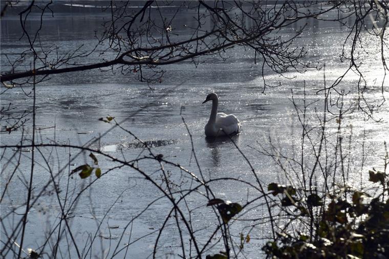 Ein einsamer Schwan ist auf dem Bootsteich unterwegs.
