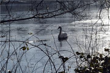 Ein einsamer Schwan ist auf dem Bootsteich unterwegs.
