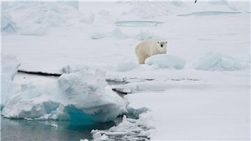 Ein Eisbär steht auf einer Eisscholle.