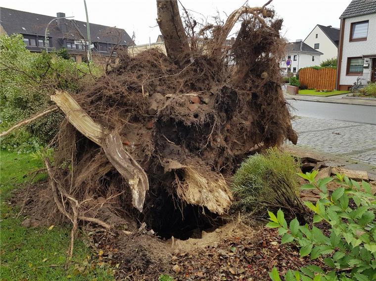 Umgestürzte Bäume, Dach abgedeckt: Sturm Xavier wütet in Bremerhaven und umzu Ein entwurzelter Baum in Wulsdorf.