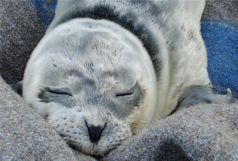 Ein erst wenige Tage altes Seehundbaby war im Bereich der Mole im Fischereihafen gestrandet. Die Polizei kam dem Heuler zur Hilfe.