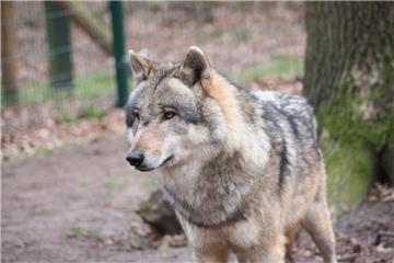 Ein Europäischer Grauwolf in dem Gehege des Wolfcenters.