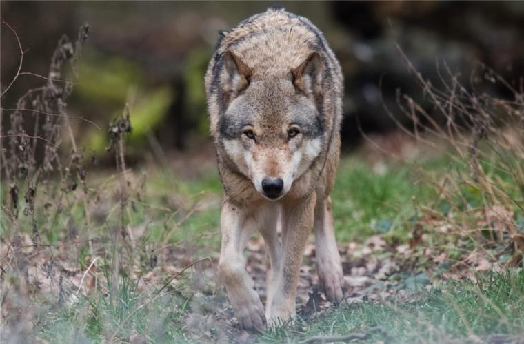 Überraschende Wende: Wolf wird erstmal doch nicht abgeschossen Ein Europäischer Wolf.