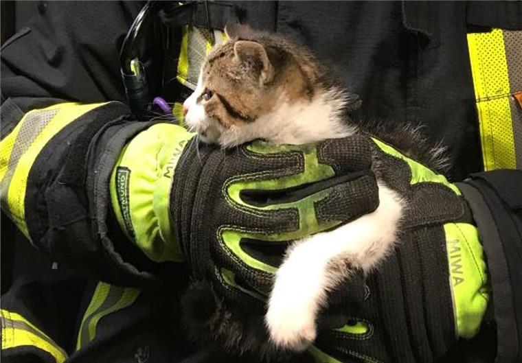 Ein Feuerwehrmann hält eine Katze (Symbolfoto) im Arm.