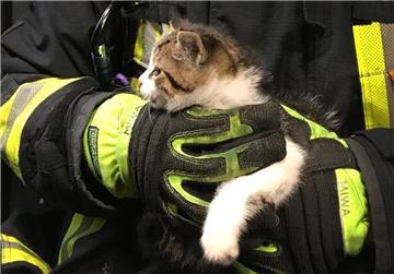 Ein Feuerwehrmann hält eine Katze (Symbolfoto) im Arm.