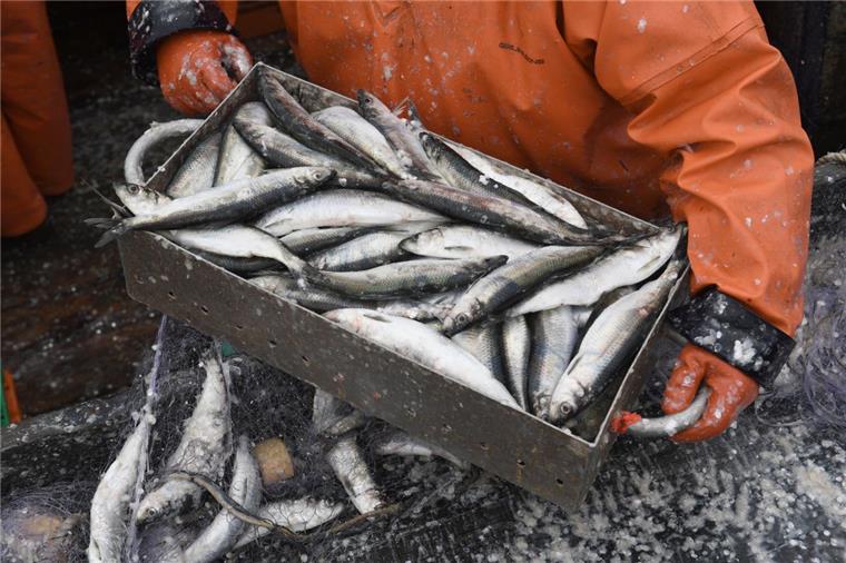 Ein Fischer holt auf einem Fischkutter gefangene Heringe aus dem Stellnetz.