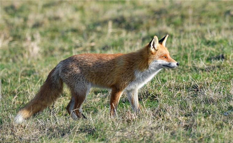 Enormer Schaden: Autofahrer rammt Fuchs auf der A27 Ein Fuchs hat für einen Unfall auf der A27 zwischen Schwanewede und Ihlpohl gesorgt.