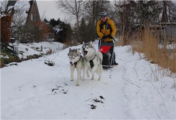 Ein für die Wesermarsch eher ungewöhnliches Bild: Dragos Pancescu ist mit seinen beiden Huskys Jack (links) und Lanok mit dem Schlitten unterwegs.