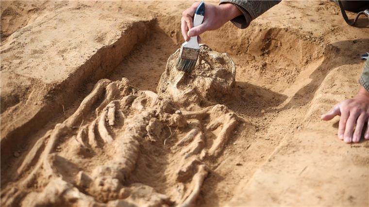 Vorburgen und Gräber der Königspfalz Helfta entdeckt Ein Grabungsteilnehmer legt ein Grab aus der Karolingerzeit auf dem Gelände der Königspfalz Helfta frei.