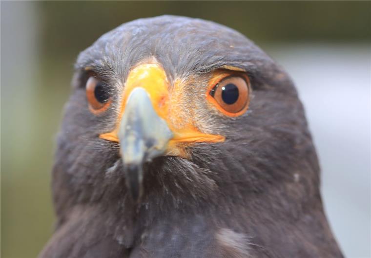 Greifvogel sorgt für Aufregung und Autounfälle im Cuxland Ein Greifvogel hat am Sonnabend in Lintig für einige Aufregung und zwei Unfälle gesorgt.