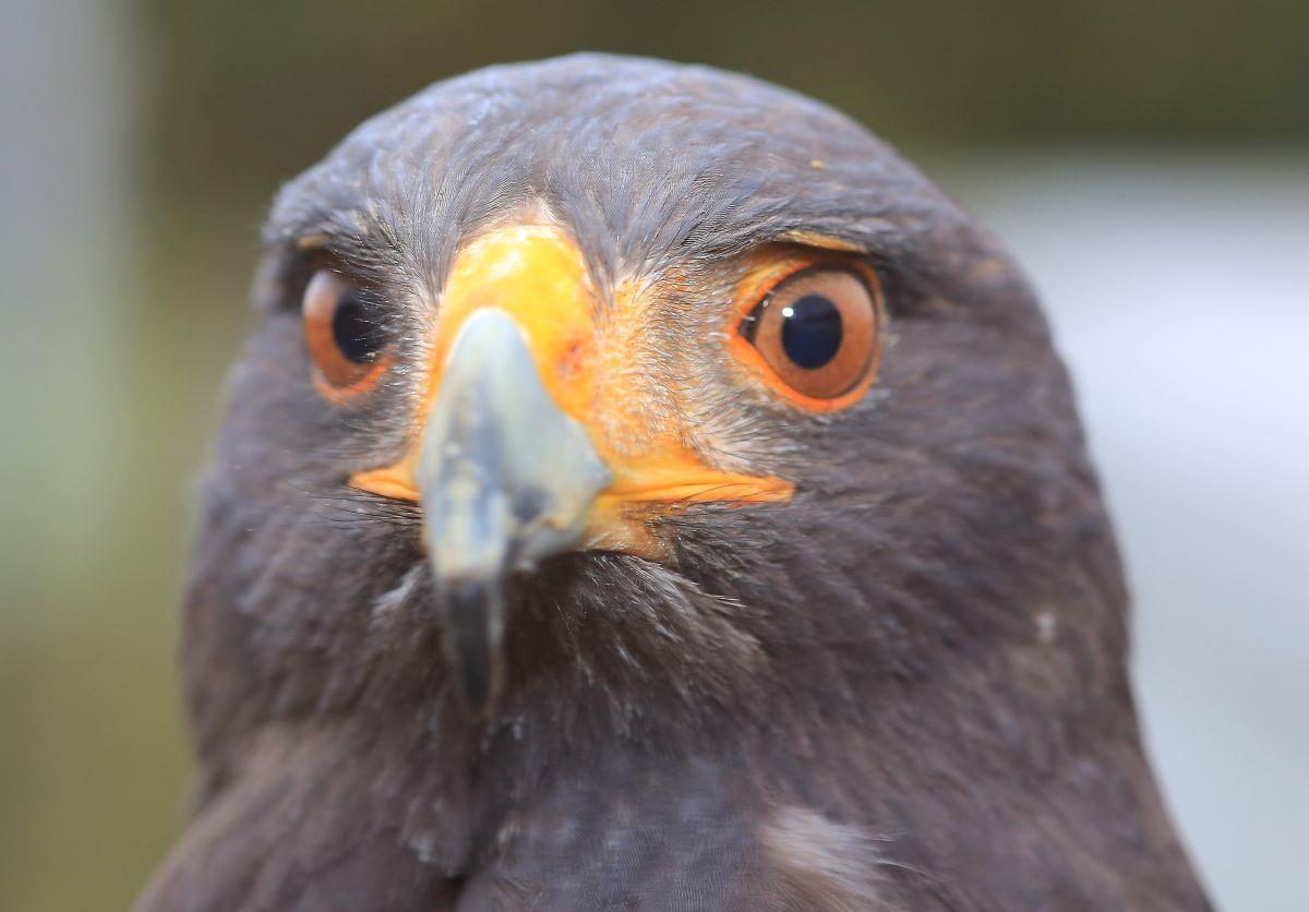 Ein Greifvogel hat am Sonnabend in Lintig für einige Aufregung und zwei Unfälle gesorgt. 